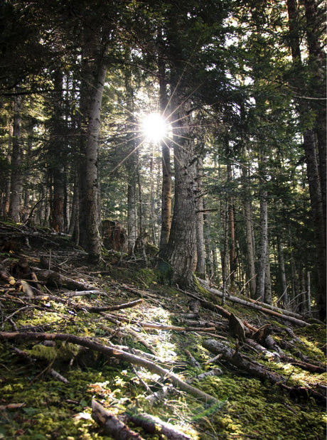 Hotel Viella - -CaranvaSports - temporada 2026